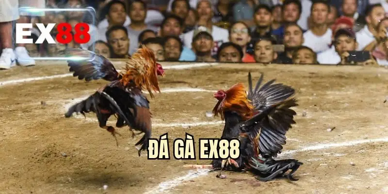 Đá Gà EX88 - Mãn Nhãn Với Các Trận Chiến Gay Cấn 